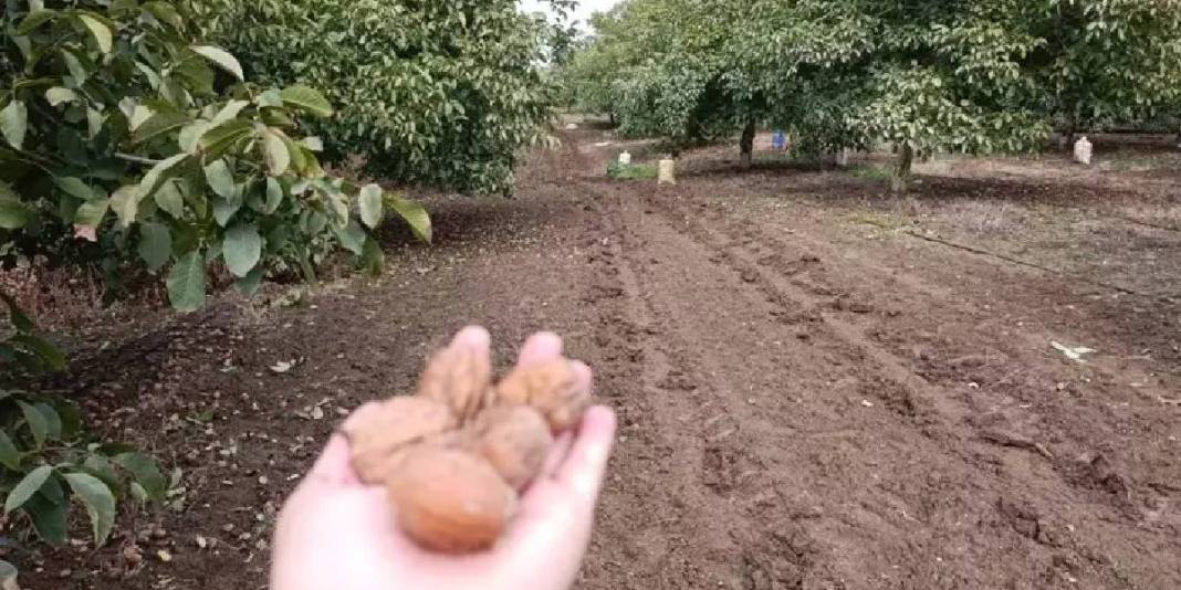 Devlet bedelsiz kiraya verdi köylünün ata mesleği oldu! Yıllardır imece usulü üretiliyor: Kilosunu 310 TL’ye satıyorlar 4